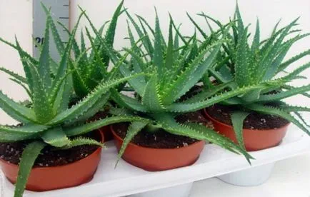 Aloe otthon, hogyan kell átültetni, reprodukálni, mind közben