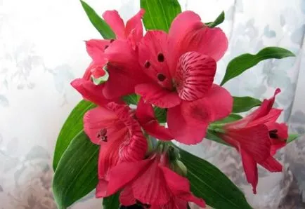 Alstroemeria (55 fotó) jellemző színek, a legjobb fajták, ültetés, gondozás, öntözés, műtrágyázás,