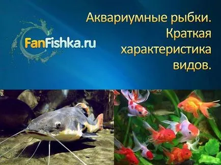Akvárium kezdőknek ápolása, karbantartása, hasznos videó