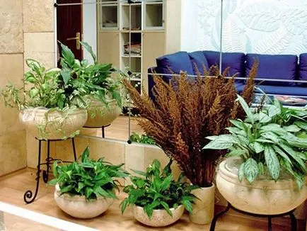 Aglaonema - gondoskodás az otthon, hogyan lehet több bokros, fotó, video (ellátás) Aglaonema - gondoskodás az otthon, hogyan lehet több bokros, fotó, videó