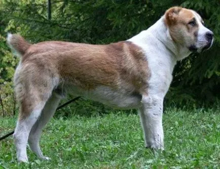 Alabai (közép-ázsiai juhászkutya) kutya fotó, ár, fajta leírás, karakter, videó
