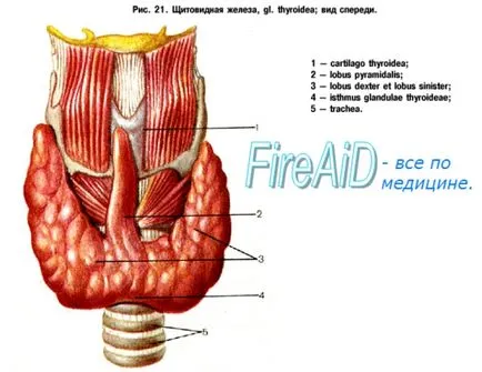 Anatómiája a pajzsmirigy (pajzsmirigy funkció) Anatomy of a pajzsmirigy