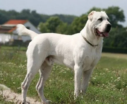 Alabai (közép-ázsiai juhászkutya) kutya fotó, ár, fajta leírás, karakter, videó