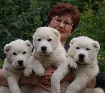 Alabai (közép-ázsiai juhászkutya) kutya fotó, ár, fajta leírás, karakter, videó
