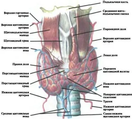 Anatómiája és fiziológiája a pajzsmirigy (Graves-kór) Anatómia és fiziológia a pajzsmirigy