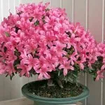 Azalea otthoni gondozást, fotó (oltás, szaporítás, öntözés, betegség és gondozás problémák) (feltételek) Azalea otthoni gondozást, fotó (oltás, szaporítás, öntözés, a betegség és gondoskodik a probléma)
