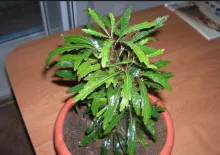 Asplenium ellátás és a reprodukció az otthon, fajok, növény leírása és fényképe (reprodukció) Asplenium ellátás és a reprodukció az otthon, kilátás, fénykép és leírás a növény