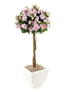 Azalea transzplantációs és otthoni gondozást vásárlás után