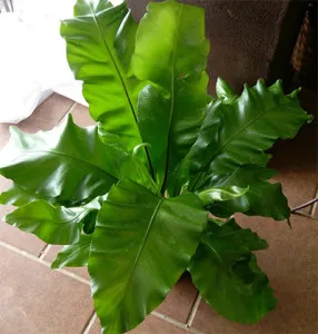 Asplenium ellátás és a reprodukció az otthon, fajok, növény leírása és fényképe (otthon) Asplenium ellátás és a reprodukció az otthon, kilátás, fénykép és leírás a növény