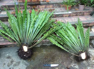 Asplenium ellátás és a reprodukció az otthon, fajok, növény leírása és fényképe (otthon) Asplenium ellátás és a reprodukció az otthon, kilátás, fénykép és leírás a növény