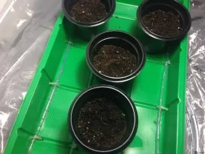 Asplenium ellátás és a reprodukció az otthon, fajok, növény leírása és fényképe (otthon) Asplenium ellátás és a reprodukció az otthon, kilátás, fénykép és leírás a növény