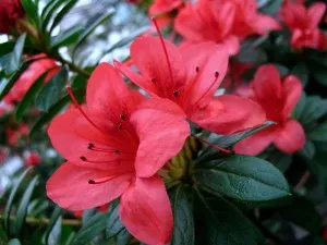 Azalea otthoni gondozást, fotó (oltás, szaporítás, öntözés, betegség és gondozás problémák) (gondozás) Azalea otthoni gondozást, fotó (oltás, szaporítás, öntözés, a betegség és gondoskodik a probléma)