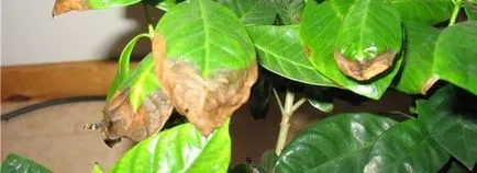 Azalea transzplantációs és otthoni gondozást vásárlás után