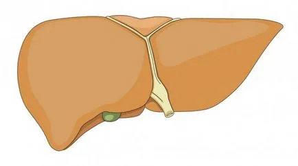 Autoimmun hepatitis tünetei, diagnózis és kezelés