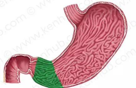 Antrum a gyomor - gastritis, fekélyek, polipok és más betegségek az antrum (polipok) Antrum a gyomor - gastritis, fekélyek, polipok és más betegségek az antrum