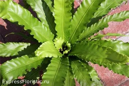 Asplenium otthoni gondozást