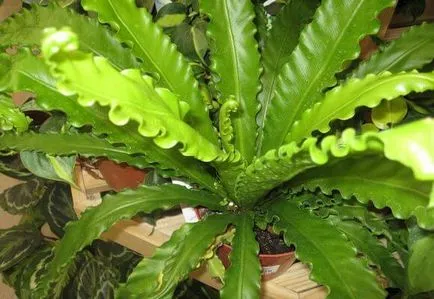 Asplenium otthoni gondozást, fotó és videó