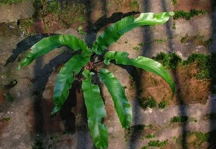 Asplenium otthoni gondozást, fotó és videó