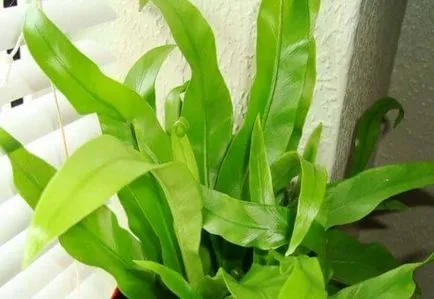 Asplenium otthoni gondozást, fotó és videó