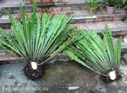 Asplenium otthoni gondozást