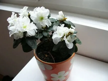 Azalea transzplantációs és otthoni gondozást vásárlás után