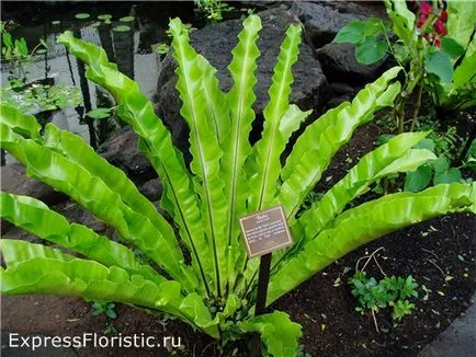 Asplenium otthoni gondozást