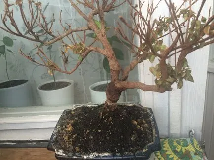 Azalea transzplantációs és otthoni gondozást vásárlás után
