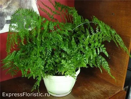 Asplenium otthoni gondozást