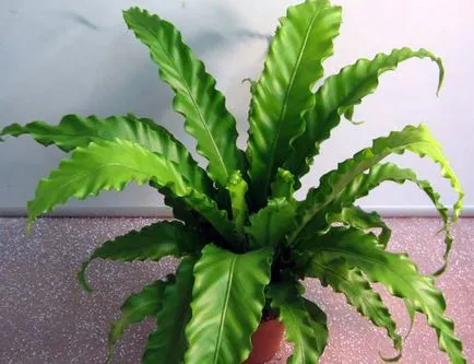 Asplenium (spleenwort) telepítési és ápolási otthon