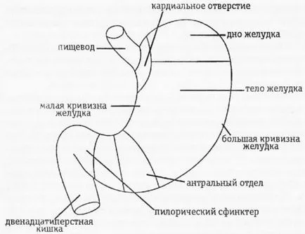 Antrum a gyomor - gastritis, fekélyek, polipok és más betegségek az antrum (a betegség) Antrum a gyomor - gastritis, fekélyek, polipok és más betegségek az antrum