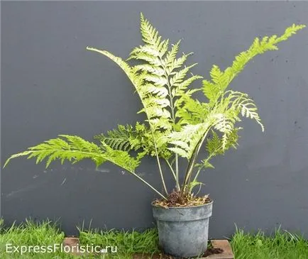 Asplenium otthoni gondozást