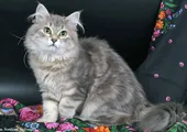Barselit - szibériai macskák szín piros, csíkos, arany, márvány, tigris, kék, szürke (szürke) Barselit - szibériai macska vörös, csíkos, arany, márvány, tigris, kék, szürke