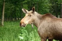 Bialowieza erdő - hogyan juthatunk el oda, kirándulások, múzeum a természet, az állatok, szállodák, munkaidő