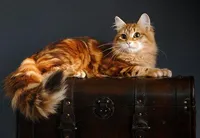Barselit - szibériai macska vörös, csíkos, arany, márvány, tigris, kék, szürke (fekete) Barselit - szibériai macska vörös, csíkos, arany, márvány, tigris, kék, szürke