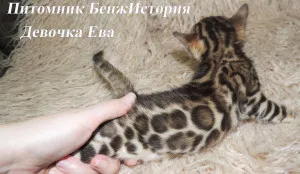 Bengáli macska és macska