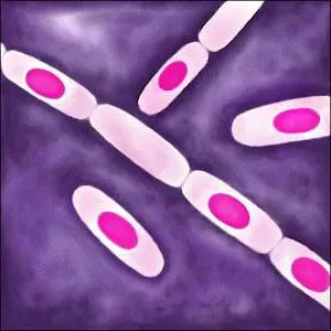 Bacillus - egy rúd alakú baktérium
