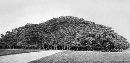 Banyan - az