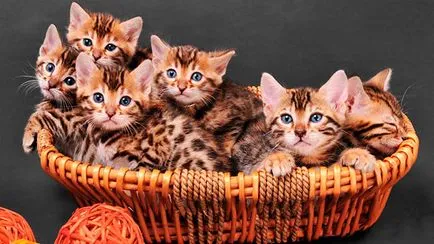 Bengáli - fotó, leírás, képességgel, gondozás, táplálkozás, vásárlás (cat) Bengáli - fotó, leírás, képességgel, gondozás, táplálkozás, vásárlás