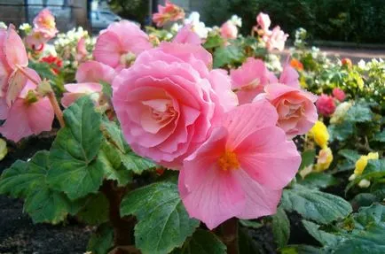 Begonia és érdekel, hogy a transzplantáció, a növekvő otthon, a föld, a ház
