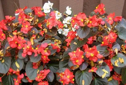 Begonia és érdekel, hogy a transzplantáció, a növekvő otthon, a föld, a ház
