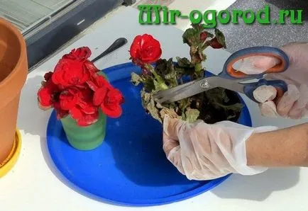 Begonia elatior amikor átültetett vásárlást követően is (elatior) Begonia elatior amikor átültetett vásárlás után