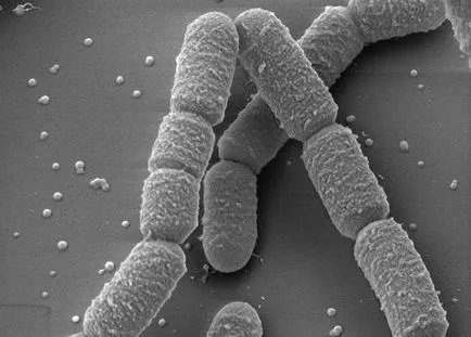 Bacillus - egy rúd alakú baktérium
