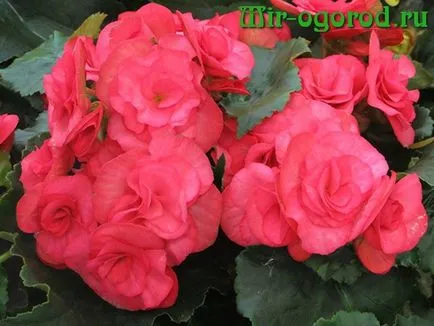 Begonia elatior amikor átültetett vásárlást követően is (Begonia) Begonia elatior amikor átültetett vásárlás után