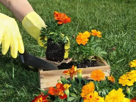 Marigolds növekvő magról