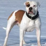 Küzdelem kutyafajták (50 fotó) Japán egy patkány arc, fenyegető kutyák, és a fajok listáját, pitbull,