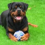 Küzdelem kutyafajták (50 fotó) Japán egy patkány arc, fenyegető kutyák, és a fajok listáját, pitbull,