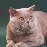 Fejfájás és a gyomor beteg