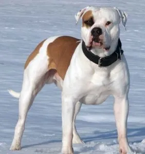 Küzdelem kutyafajták (50 fotó) Japán egy patkány arc, fenyegető kutyák, és a fajok listáját, pitbull,