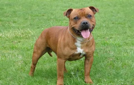 Küzdelem kutyafajták (50 fotó) Japán egy patkány arc, fenyegető kutyák, és a fajok listáját, pitbull,