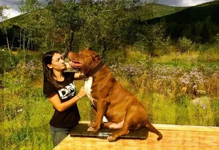 Küzdelem kutyafajták (50 fotó) Japán egy patkány arc, fenyegető kutyák, és a fajok listáját, pitbull,